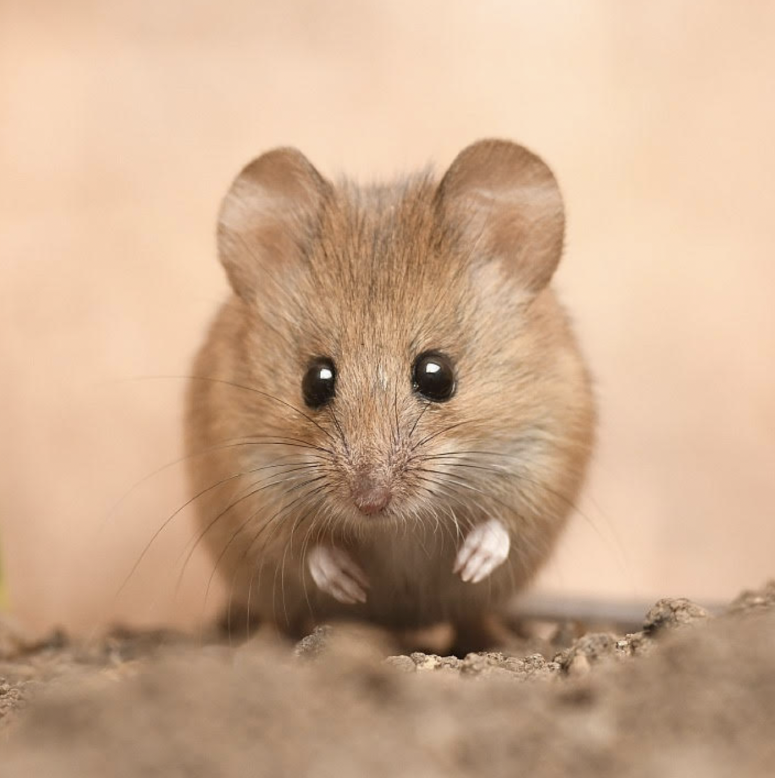 Footprints of the Elusive Climber: How One Clever Mouse Transformed Our Wildlife Tracking